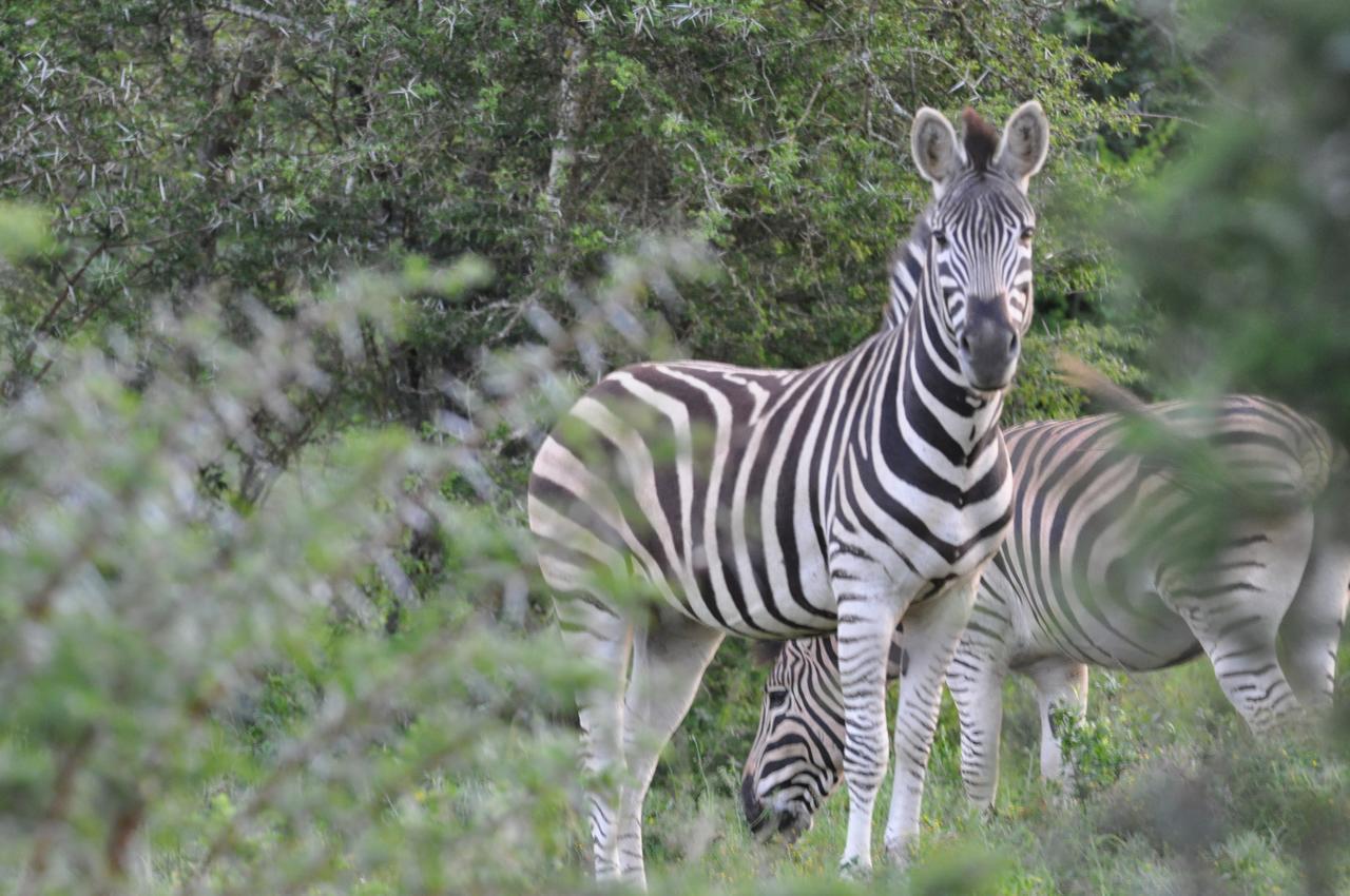 Hopewell Private Game Reserve Buyskloof Exterior photo