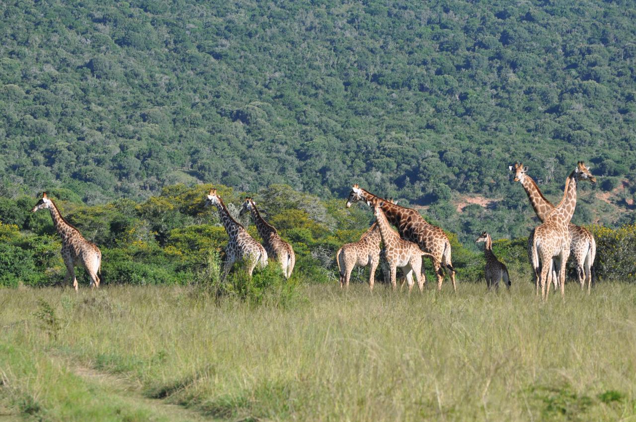 Hopewell Private Game Reserve Buyskloof Exterior photo